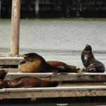 San Francisco - Fischerman Wharf